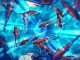 Why Kohaku Is Central to Ethereum’s 2025 Privacy Shift