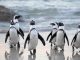 Pudgy Penguins Secures Las Vegas Sphere Spot After Dogwifhat Campaign Fails